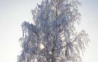 ice covered trees