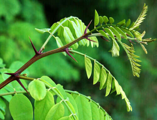 Trees with Thorns: Common Species and Their Uses