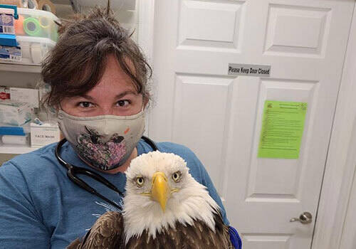 What does a career in wildlife rehabilitation look like?