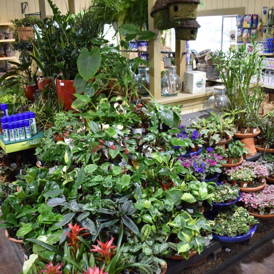 Armstrong Garden Center & Landscape Design Costa Mesa - Orange