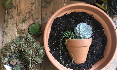 Pots of succulents within pot