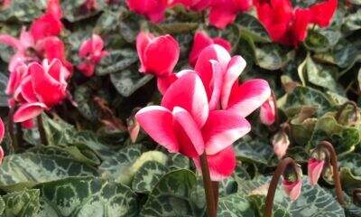 cyclamen