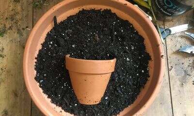 Terra cotta pots with cactus mix soil