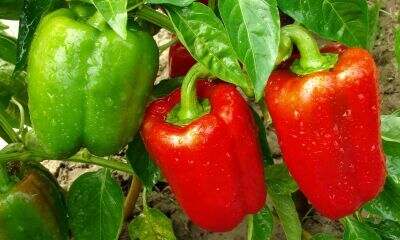 California wonder peppers in garden