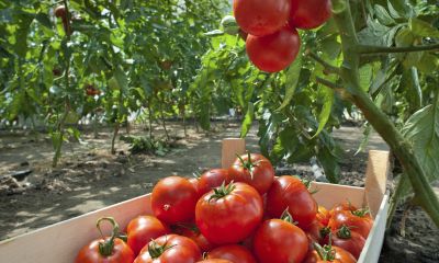 celebrity tomatoes in garden