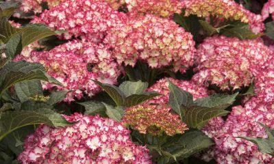 Monrovia Hydrangea Seaside Serenade® Fire Island