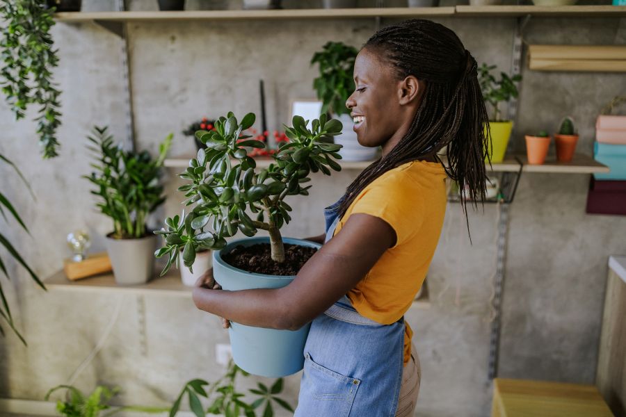 houseplants