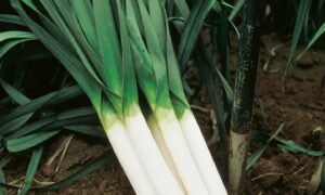 Category: Leek Seeds | Seedway