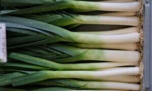 Category: Leek Seeds | Seedway