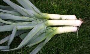 Category: Leek Seeds | Seedway