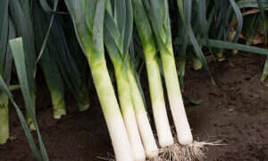 Category: Leek Seeds | Seedway