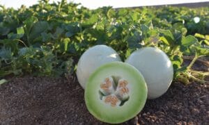 Honeydew Earli-Dew Hybrid Melon Seeds – Hometown Seeds