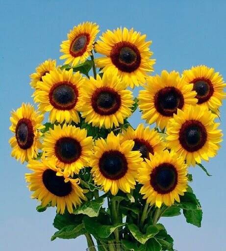 Image of Sunflower flower full sun