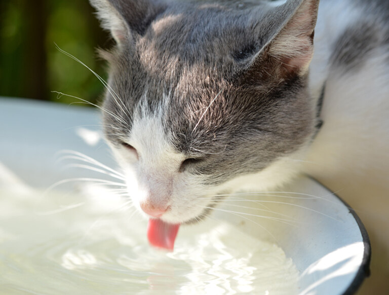 Cách bổ sung nước cho mèo và các dấu hiệu mất nước