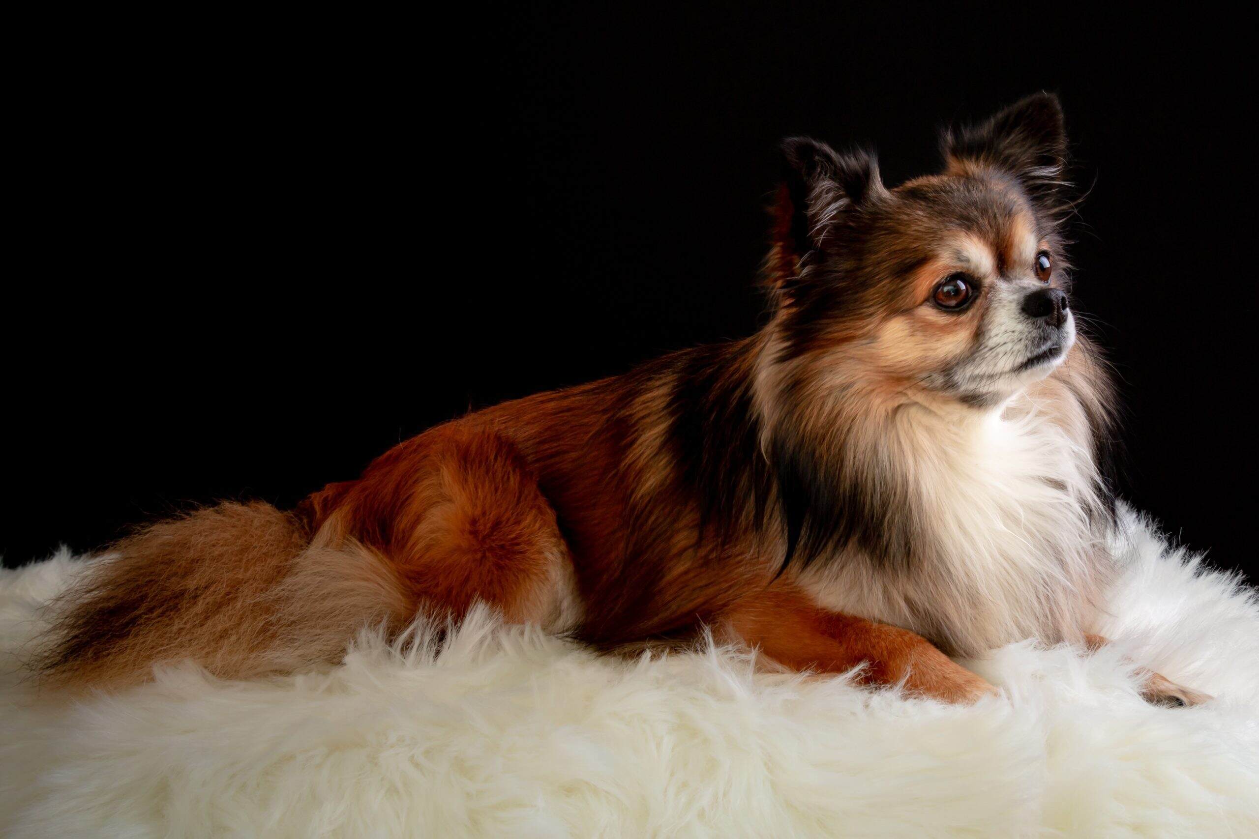Monday Makeover: Tips for Grooming Pets With Long Hair