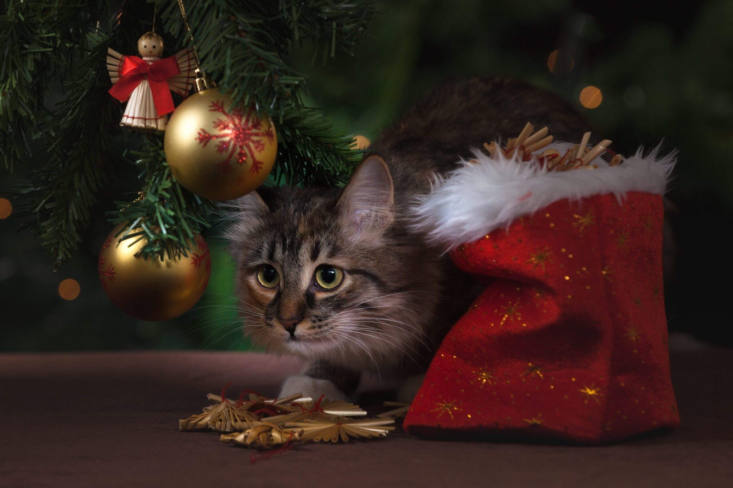 Cat and Mouse Fridge Magnet Stocking Filler Christmas Gift AMO-3FM 