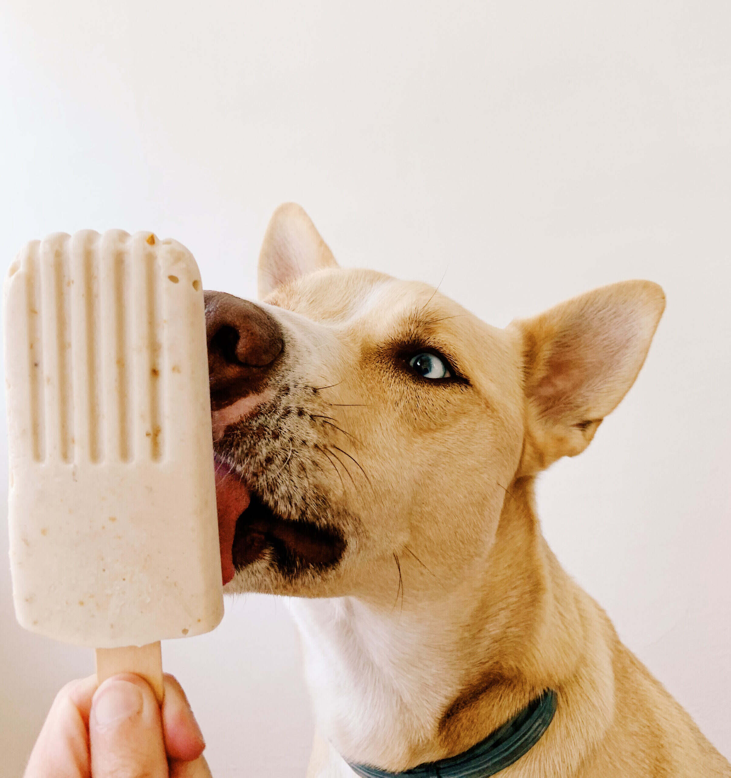 Homemade Dog Popsicles - Old Mother Hubbard