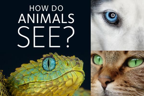 How do animals see? | CooperVision