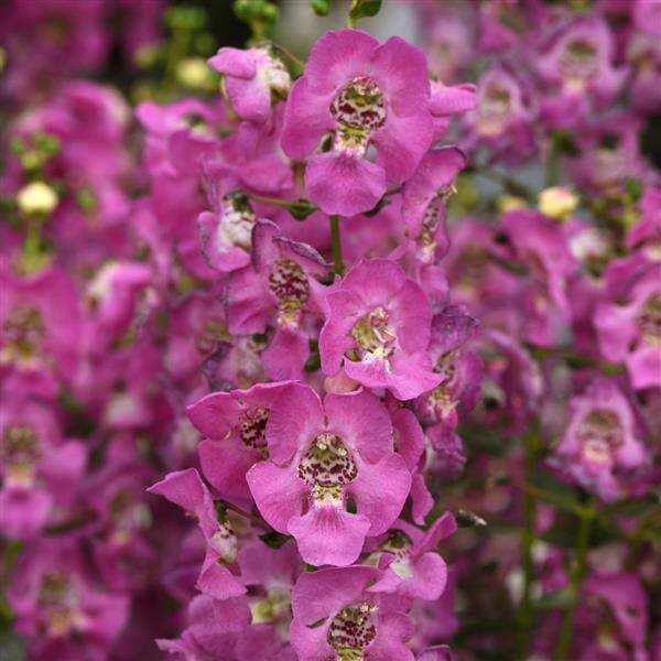 Angelonia Archangel™ Pink | Ball Seed