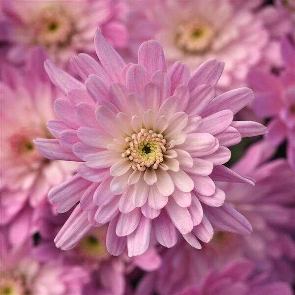 Garden Mum Axios Light Pink | Ball Seed