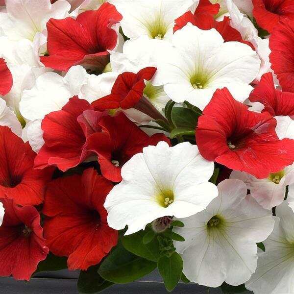 Spreading Petunia E3 Easy Wave® Peppermint Mixture | Ball Seed