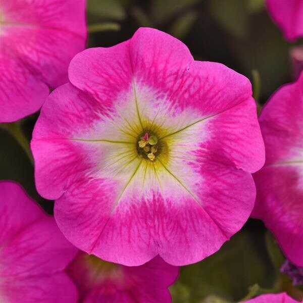 Spreading Petunia E3 Easy Wave® Rose Morn | Ball Seed