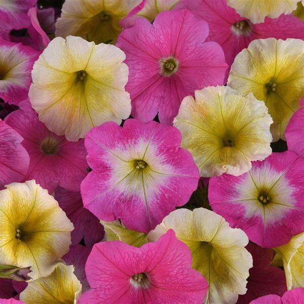 Spreading Petunia E3 Easy Wave® Sweet Taffy Mixture | Ball Seed