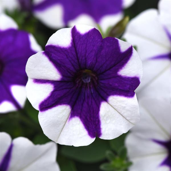Spreading Petunia E3 Easy Wave® Midnight Marble | Ball Seed