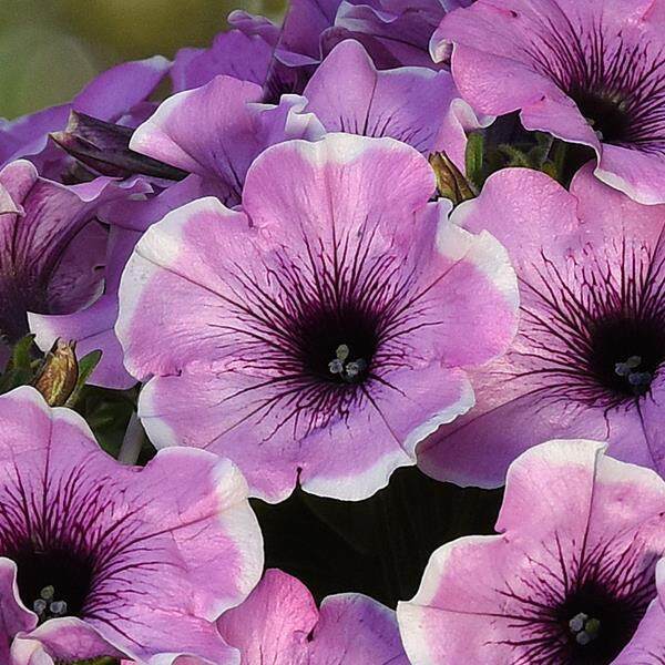 Petunia Headliner™ Strawberry Picotee | Ball Seed