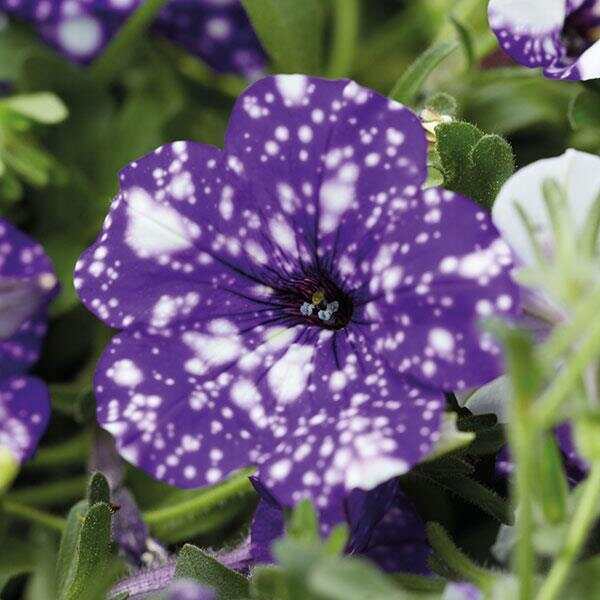 Petunia Headliner™ Strawberry Picotee | Ball Seed