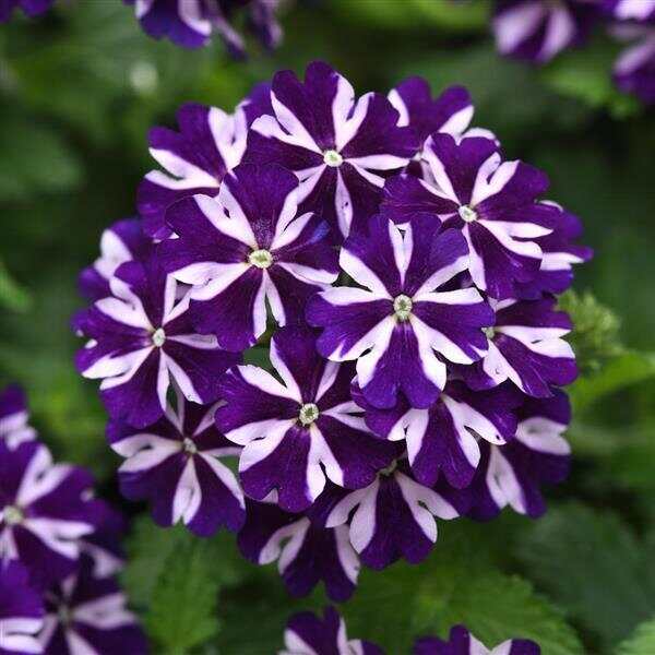 Verbena Firehouse™ Violet Vortex | Ball Seed