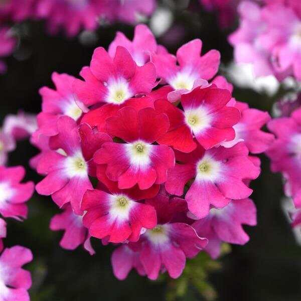 Verbena Cadet Upright™ Hot Pink Wink Improved | Ball Seed