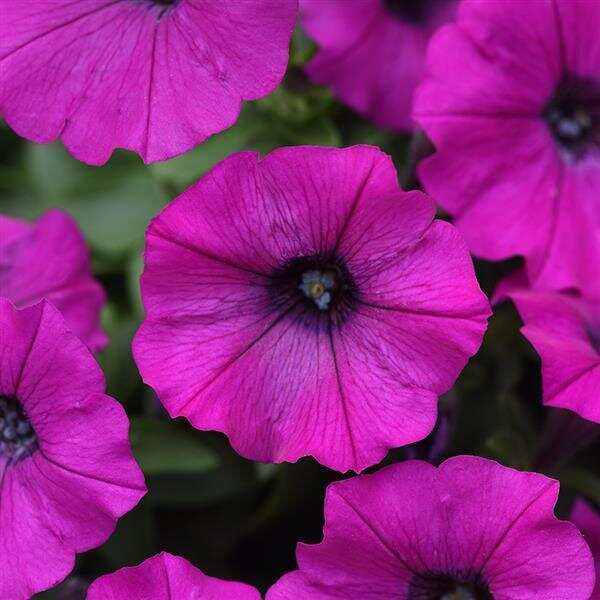 Shock Wave® Violet
