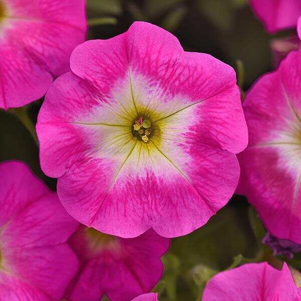 E3 Easy Wave® Rose Morn