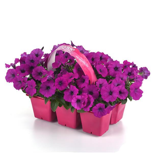 Shock Wave® Violet