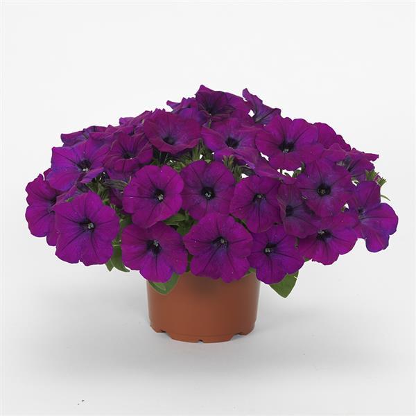 Shock Wave® Violet