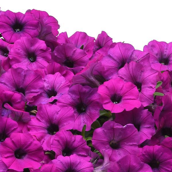 Shock Wave® Violet