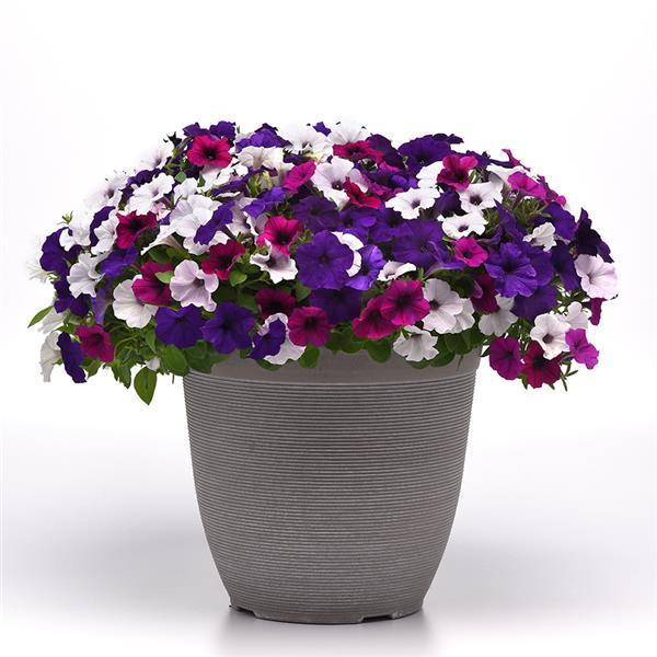 Shock Wave® Violet