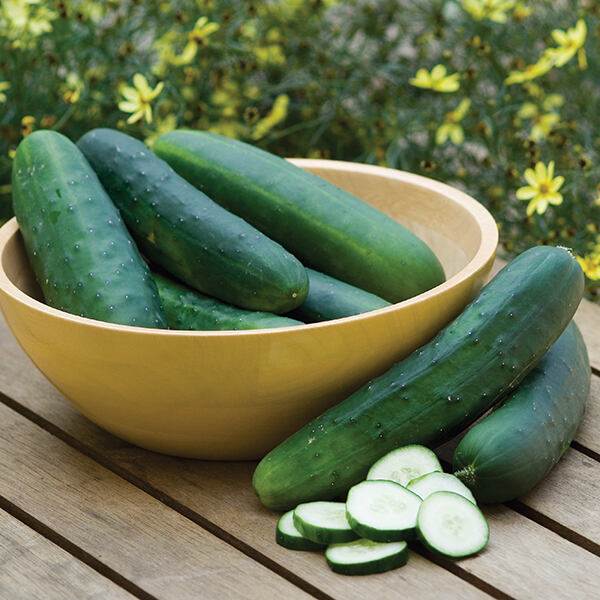 Garden Sweet Burpless Cucumber, Hybrid (Cucumis Sativus), 42% OFF