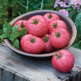 pink tomato