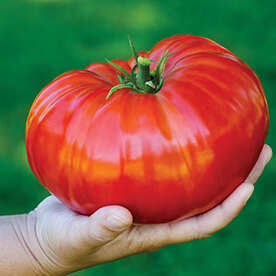 Top 3 Beefsteak Tomatoes You NEED to Grow! 