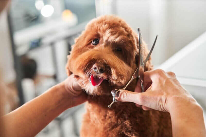 Happy brown dog gets fur cut by professional dog groomer.