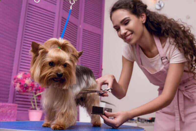 Smiling pet groomer in pink outfit grooms small brown dog in front of purple shutters.