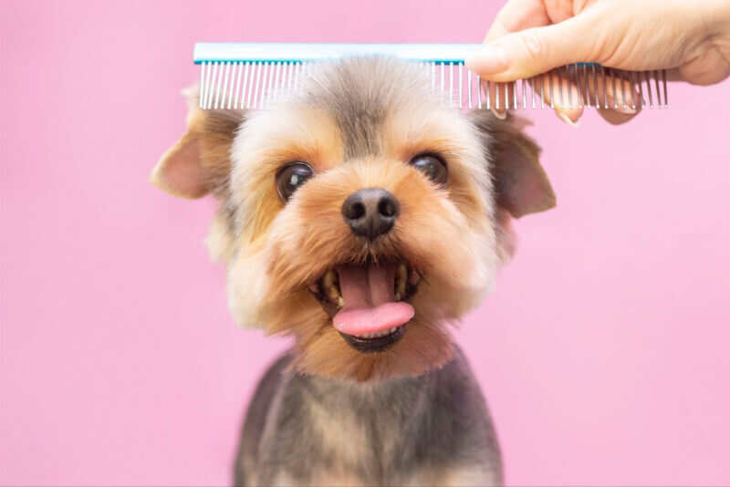 Small, happy dog gets head gently combed by pet groomer.