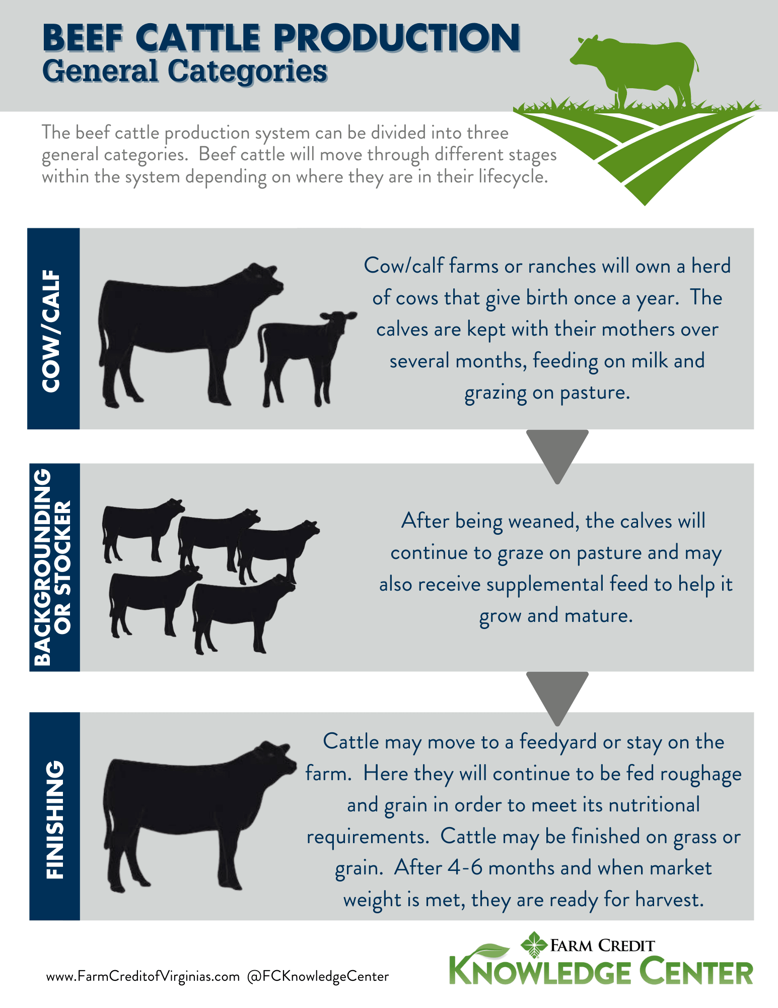 Beef Cattle Production And Lifecycle | Farm Credit Of The Virginias