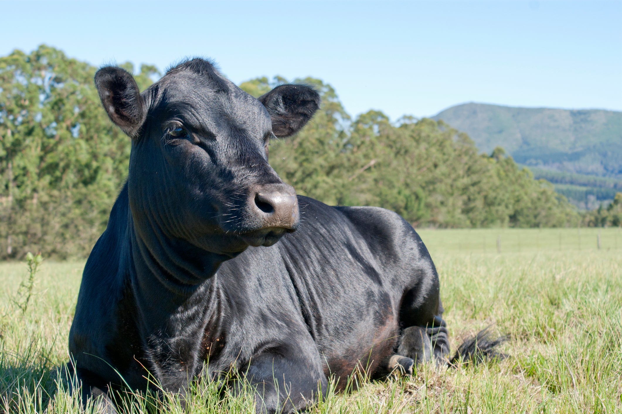 Purebred vs. Commercial Cattle | Farm Credit of the Virginias
