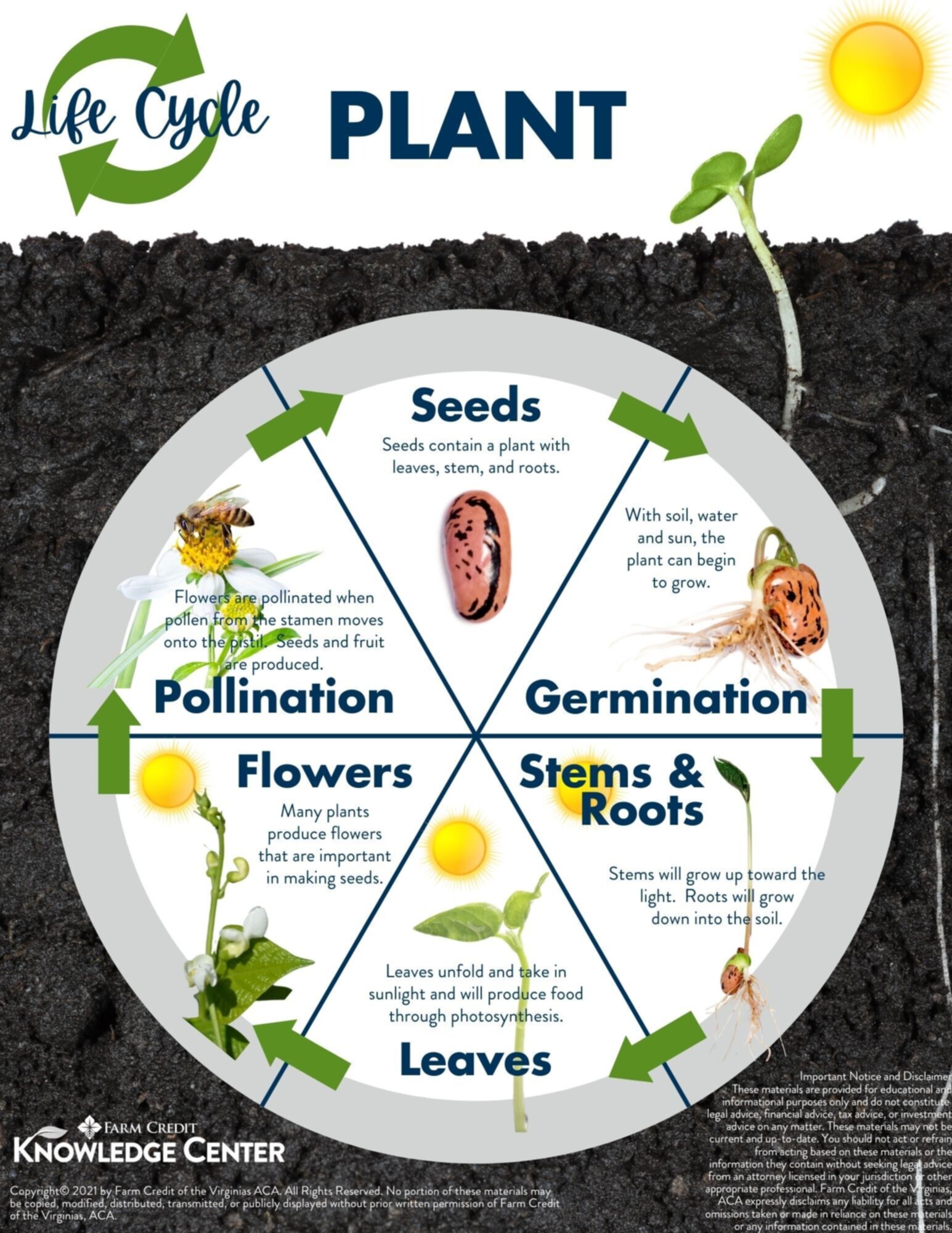 life cycle of a plant | farm credit of the virginias