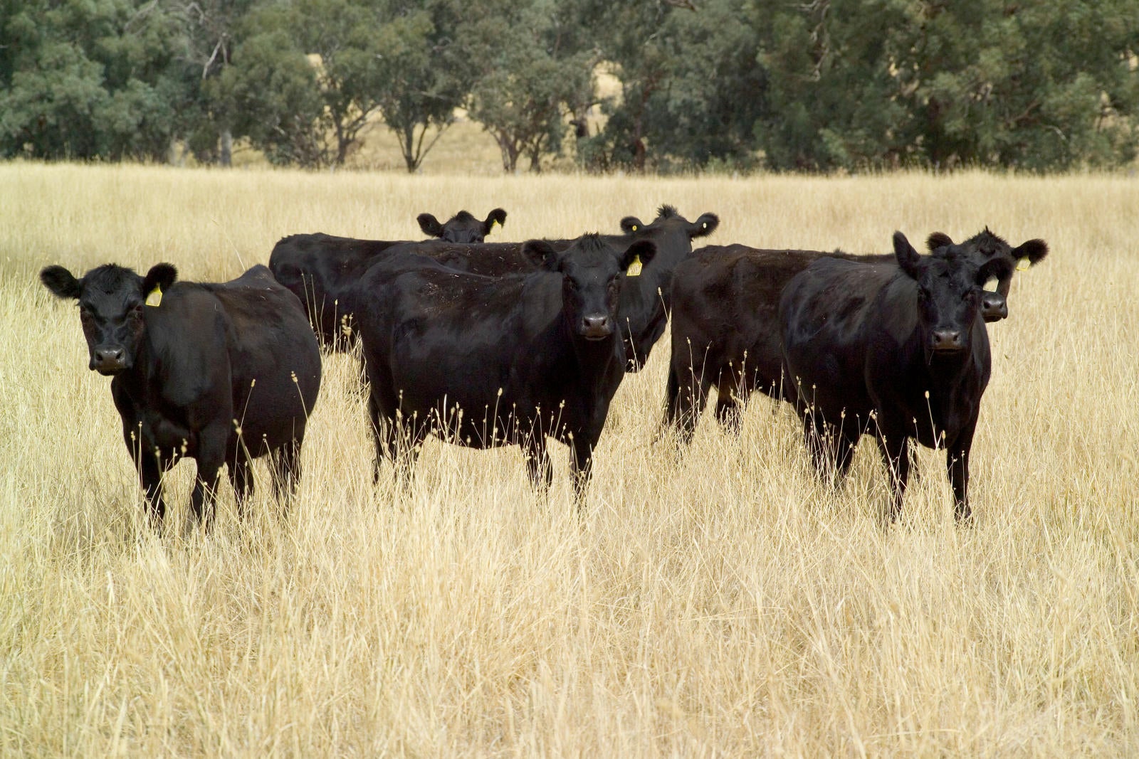 Beef Cattle Production and Lifecycle | Farm Credit of the Virginias