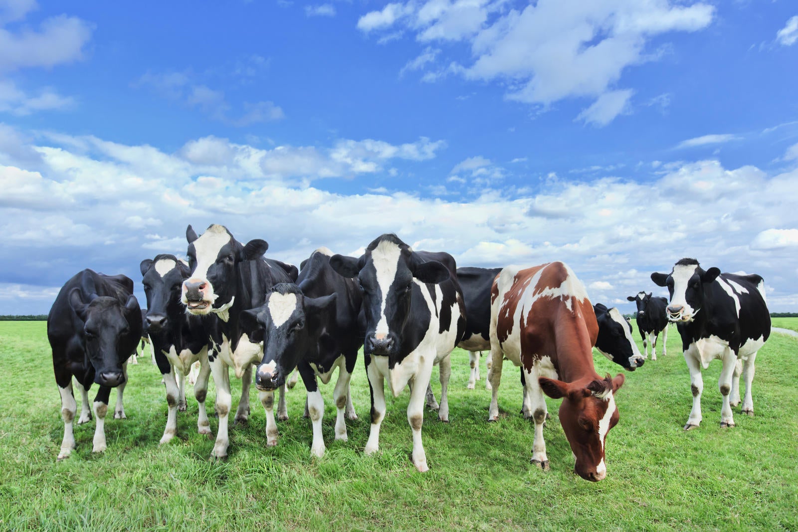 Dairy Cow vs. Beef Cow | Farm Credit of the Virginias