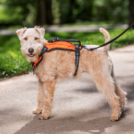 Walk-Along™ Outdoor Harness by PetSafe - GRP-WAOH
